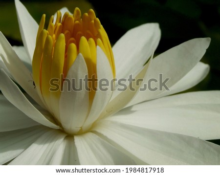 The white lotus bloomed until the beautiful yellow stamens were seen. 
