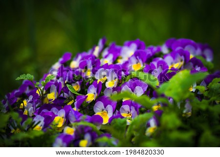 A selective focus shot of a bunch of wild pansy flowers - perfect for background