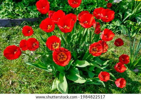 A closeup picture of red tulip flowers in a garden. Blurry bushes and blue sky in the background