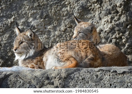 A family of large wild cats. Lynx.