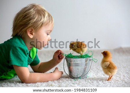 Cute sweet little blond child, toddler boy, playing with little chicks at home, baby chicks in child hands