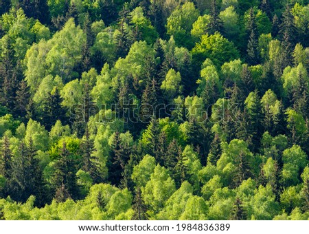 landscape with a mixed forest in spring Royalty-Free Stock Photo #1984836389
