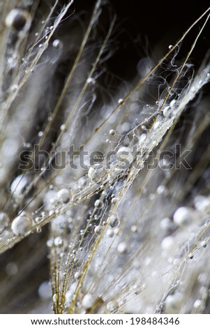Dandelion seeds with water drops on natural background 