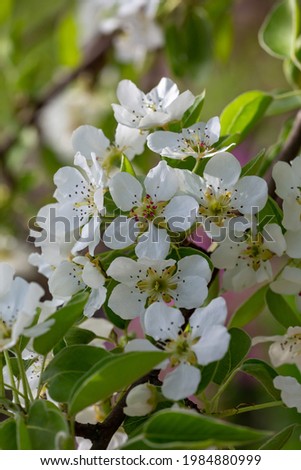 Apple blossom in springtime on a sunny day, close-up photography. Blooming white flowers on the branches of a cherry tree macro photography. Apple flowers on a sunny spring day.