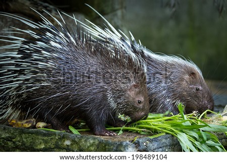porcupine in the zoo.