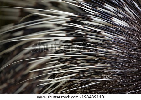 porcupine detail