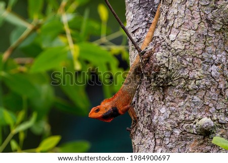 Male Oriental Garden Lizard in mating coloration.