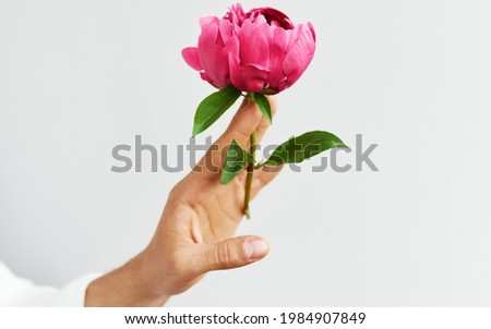 Closeup image of a man's hand holding a beautiful fresh pink peony in hand as a gift for Valentine's day, proposal, or wedding day. Male's fingers carrying a flower, isolated on the grey background.