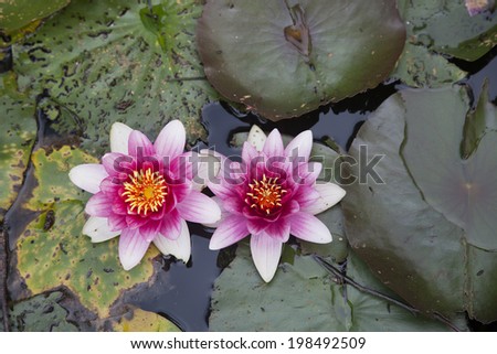 beautiful flower on the surface of the water