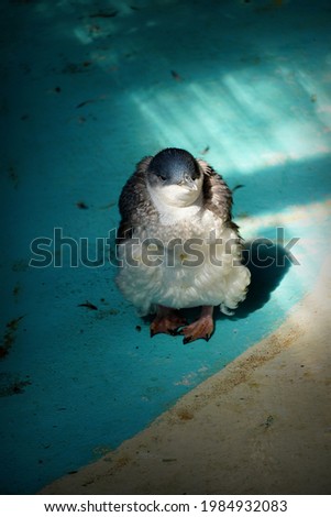 A molting penguin - a picture of fashion or pure awkwardness