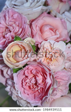 Beautiful, high quality rose picture with pastel shades, and stunning hues of pink and peach.