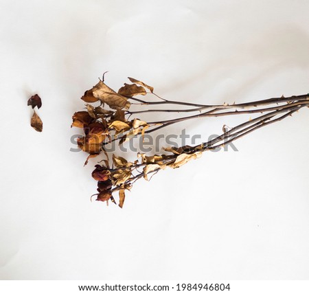 Group of Dried rose with dark brown petal ,from aged ,put on background