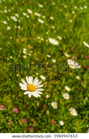white and yellow Daisy on the flowered meadow with many different alpine flowers, beautiful colored between the high grass. wonderful bee feeder on alpine slopes in Vorarlberg, Austria