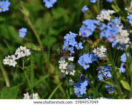Close-up of a fly with a color that disguises it as a bee, on white and blue forget-me-not flowers in a green meadow on a sunny day.