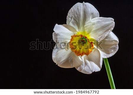 White daffodil on a black background. The springing flower is a close photo.