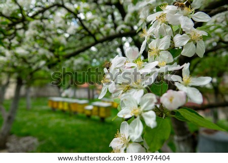 Close-up of beautiful apple blossom.