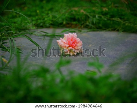 Isolated pink centered rose flower in green grass blur background