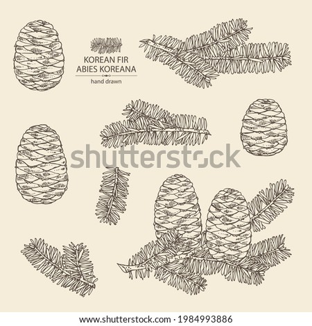 Collection of korean fir: branch of korean fir with abies koreana cone. Cosmetics and medical plant. Vector hand drawn illustration.
