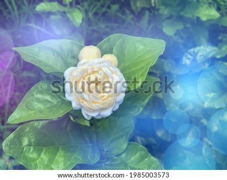 Jasminum sambac flower are blooming and green leaf