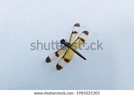 Dragonfly alone away from its natural home