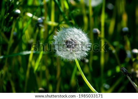 White dandelion on a green grass background.