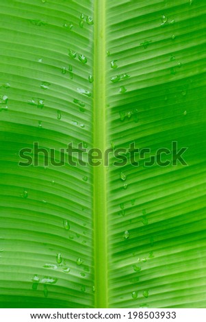 Green pattern of banana leaves.