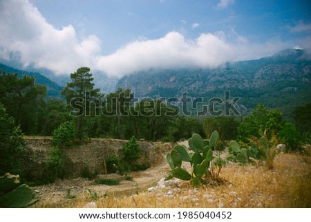 wild cactus in nature among mountains and forests