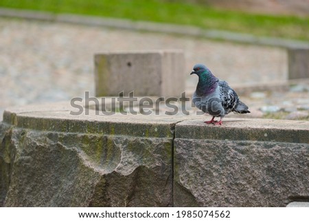 Photo of a pigeon Columba Livia, on the parapet of the sidewalk at the cloudy spring day. Urban birds and animals.  Royalty-Free Stock Photo #1985074562