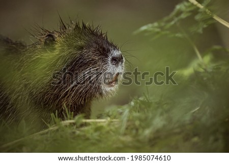 nutria in its natural environment