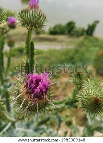 Burdock thorny purple flowers. Blooming medicinal plant burdock