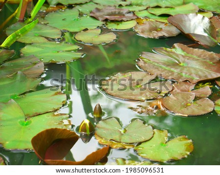Photo of water lilies floating in the lake