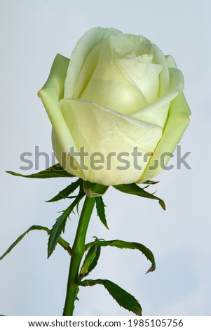 white rose flower growing on white background