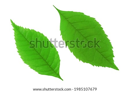 Green leaves isolated on a white background .Top view.