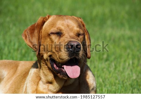 Closeup of isolated young red fox Labrador retriever lying in grass relaxing with closed eyes and shallow depth of field Royalty-Free Stock Photo #1985127557