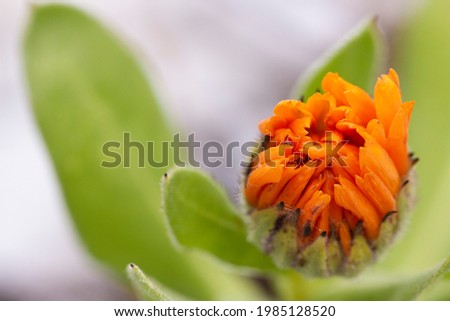 Blooming Orange Calendula with Green Leaves