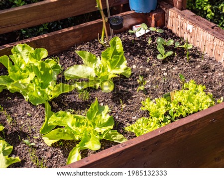 Lettuce grows in the cold frame in the garden Royalty-Free Stock Photo #1985132333