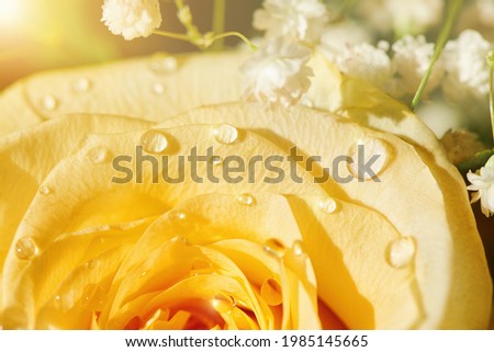 Yellow rose flower with water drops. Water drops on rose. Yellow rosebud with dew drops. Close up view with shallow DOF.