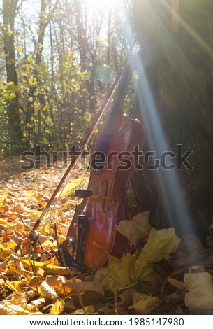 violin flattened on a trunk of a tree, with the brightness of the sun in the background, with the bow flattened