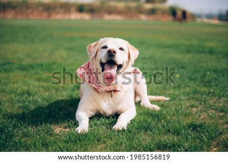 Well-bred dog. Labrador lying on a green lawn. Elderly labrador lying on the grass. Royalty-Free Stock Photo #1985156819