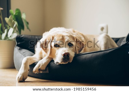 An elderly labrador in his bed. Home shooting. Lifestyle.  Royalty-Free Stock Photo #1985159456