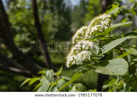 A Branch of Wayfaring tree with white flowers and green leaves and buds blooms on a green blurred background in summer Royalty-Free Stock Photo #1985177078
