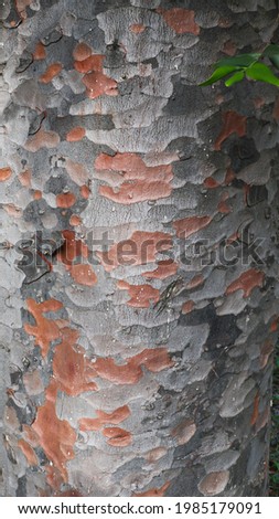 The beautiful skin texture of the Lacebark pine tree.

