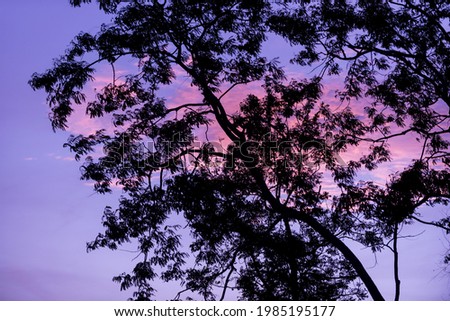 Silhouette trees with nice sky background, forest