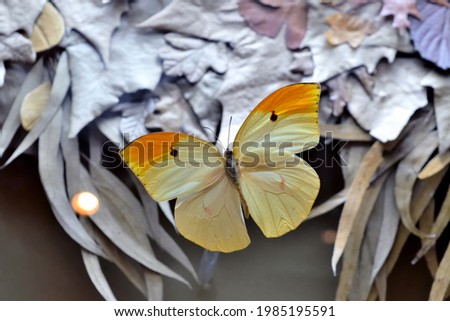 photography of a yellow and orange butterfly on dry leaves