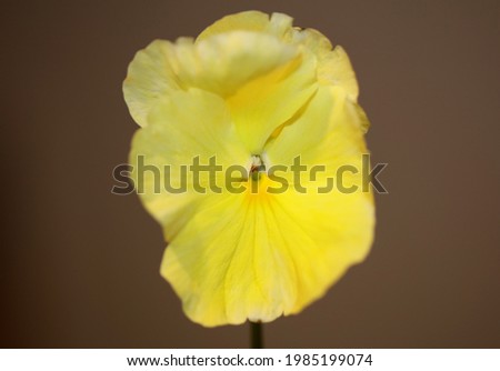 Yellow viola flower blossom family violaceae close up botanical background modern high quality big size print