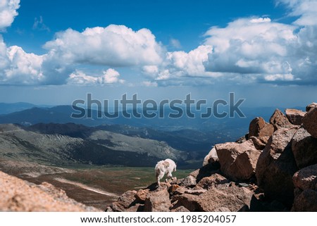 Mountain goat on top of Mt. Evans summit in Colorado