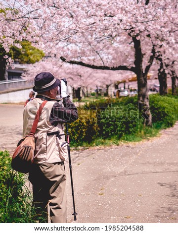 Old photographer taking pictures under the sakura trees blooming in a park in Osaka during the hanami, Japan