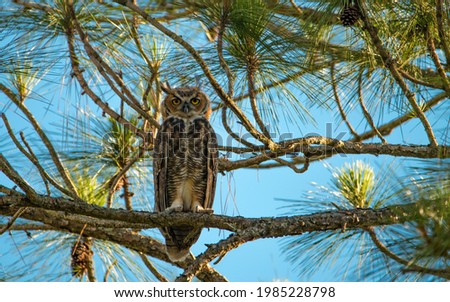 Great horned Owl, Eagle or Long-eared Owl. Florida wildlife birds. Pine tree. Blue sky on background. Animals and Nature photographer. Photo for travel agency or book illustration. 