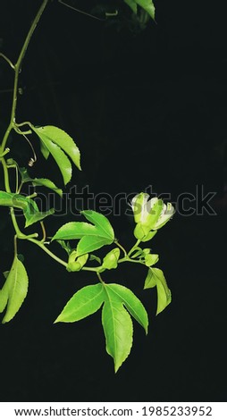 Green leaf in dark zone picture