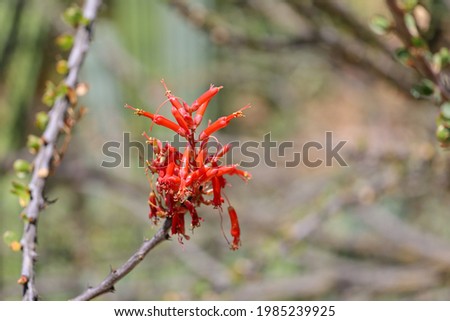 Bright red ocotillo  flowers blooming in springtime.